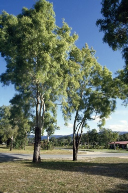 APII jpeg image of Corymbia tessellaris  © contact APII