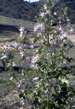 APII jpeg image of Malva weinmanniana  © contact APII