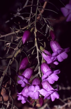 APII jpeg image of Eremophila nivea x drummondii  © contact APII