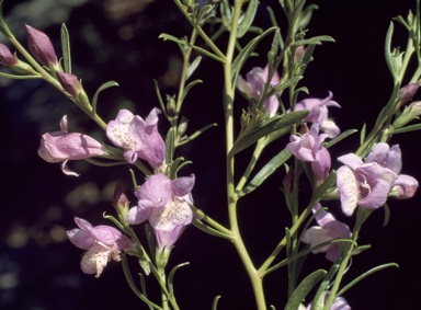 APII jpeg image of Eremophila polyclada x divaricata 'Summertime blue'  © contact APII