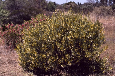 APII jpeg image of Eremophila racemosa 'Peaches and Cream'  © contact APII