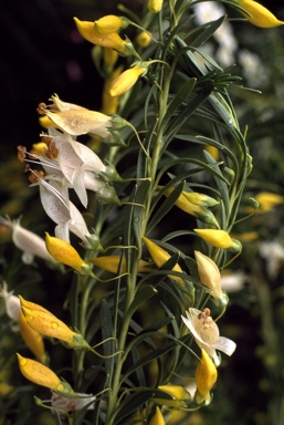 APII jpeg image of Eremophila racemosa 'Peaches and Cream'  © contact APII