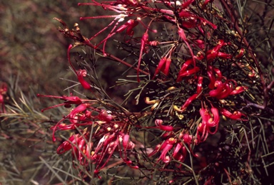 APII jpeg image of Grevillea 'Bonfire'  © contact APII