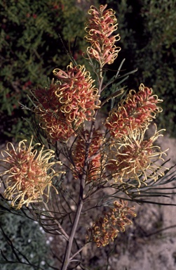 APII jpeg image of Grevillea 'Pink Surprise'  © contact APII