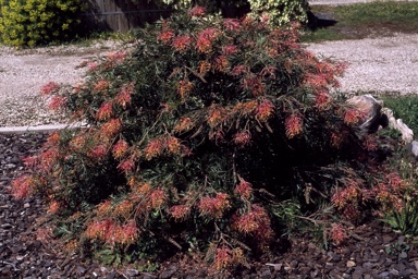 APII jpeg image of Grevillea 'Superb'  © contact APII