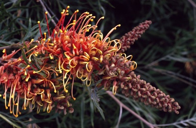 APII jpeg image of Grevillea 'Superb'  © contact APII