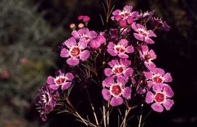 APII jpeg image of Chamelaucium 'Geraldton Wax'  © contact APII