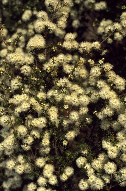 APII jpeg image of Kunzea graniticola  © contact APII