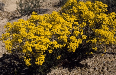 APII jpeg image of Verticordia chrysanthella  © contact APII