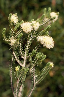 APII jpeg image of Melaleuca araucarioides  © contact APII