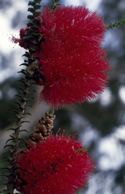 APII jpeg image of Melaleuca coccinea  © contact APII