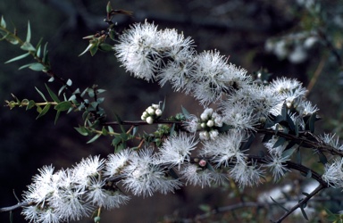 APII jpeg image of Melaleuca marginata  © contact APII