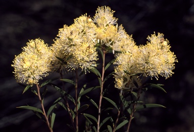 APII jpeg image of Melaleuca leiocarpa  © contact APII