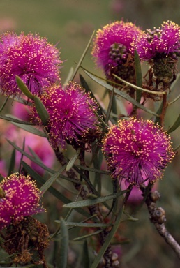 APII jpeg image of Melaleuca sp. aff. nematophylla  © contact APII