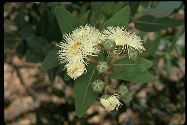 APII jpeg image of Angophora hispida  © contact APII