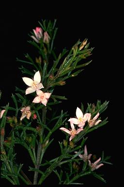 APII jpeg image of Boronia anemonifolia subsp. anemonifolia  © contact APII