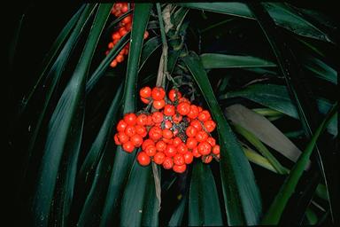 APII jpeg image of Cordyline rubra  © contact APII