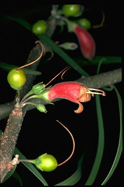 APII jpeg image of Eremophila longifolia  © contact APII