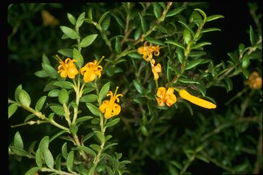 APII jpeg image of Persoonia oxycoccoides  © contact APII