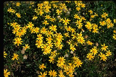 APII jpeg image of Senecio pinnatifolius var. pinnatifolius  © contact APII