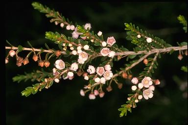 APII jpeg image of Thryptomene saxicola  © contact APII