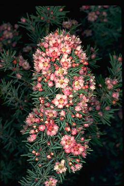 APII jpeg image of Verticordia plumosa  © contact APII