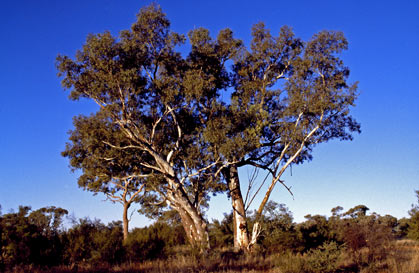 APII jpeg image of Eucalyptus camaldulensis subsp. arida  © contact APII