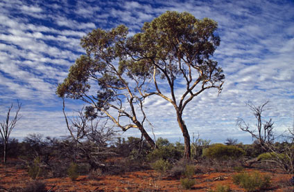 APII jpeg image of Eucalyptus socialis subsp. victoriensis  © contact APII