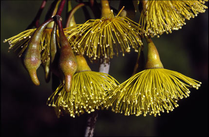 APII jpeg image of Eucalyptus pimpiniana  © contact APII