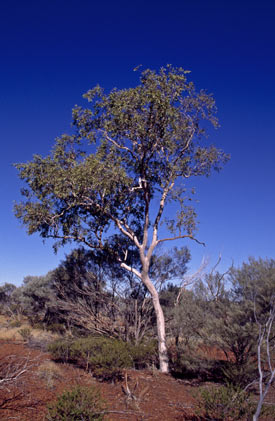 APII jpeg image of Corymbia ferriticola  © contact APII