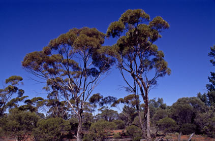 APII jpeg image of Eucalyptus formanii  © contact APII