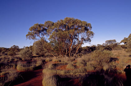 APII jpeg image of Eucalyptus glomerosa  © contact APII