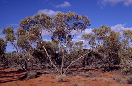 APII jpeg image of Eucalyptus gypsophila  © contact APII