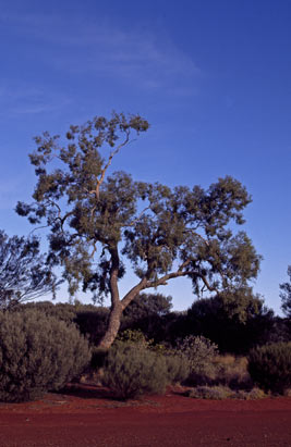 APII jpeg image of Corymbia lenziana  © contact APII