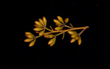 APII jpeg image of Eucalyptus sp. Great Victoria Desert (D.Nicolle & M.French DN 3877)  © contact APII