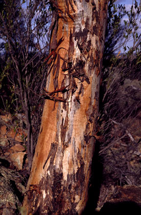 APII jpeg image of Eucalyptus nigrifunda  © contact APII