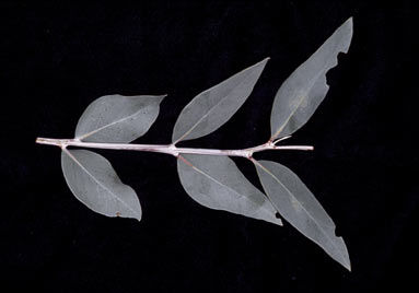 APII jpeg image of Eucalyptus hypolaena  © contact APII