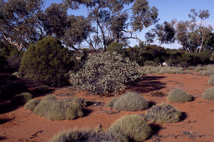 APII jpeg image of Eucalyptus pimpiniana  © contact APII