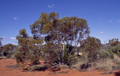 APII jpeg image of Eucalyptus rigidula  © contact APII