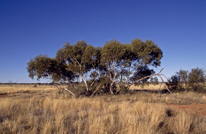 APII jpeg image of Eucalyptus sparsa  © contact APII