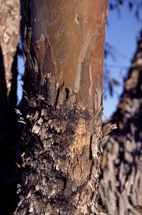 APII jpeg image of Eucalyptus striaticalyx  © contact APII