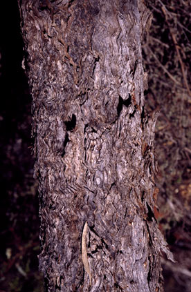 APII jpeg image of Eucalyptus eremicola subsp. peeneri  © contact APII