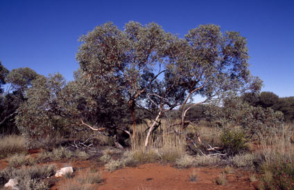 APII jpeg image of Eucalyptus trivalva  © contact APII