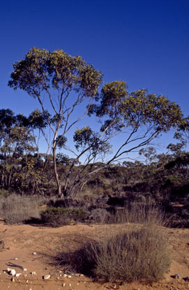 APII jpeg image of Eucalyptus yumbarrana  © contact APII