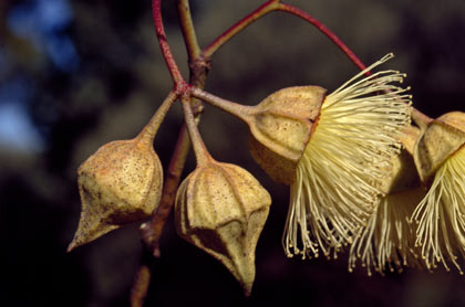 APII jpeg image of Eucalyptus kingsmillii subsp. kingsmillii  © contact APII