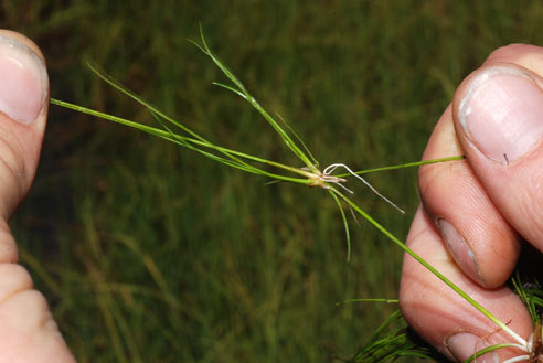 APII jpeg image of Isolepis montivaga  © contact APII