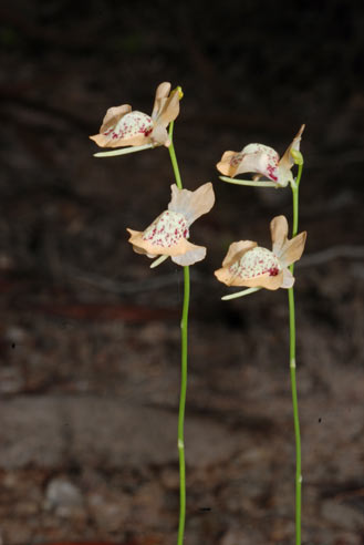 APII jpeg image of Utricularia fulva  © contact APII