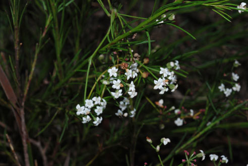 APII jpeg image of Platysace linearifolia  © contact APII