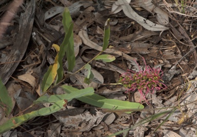 APII jpeg image of Grevillea goodii subsp. goodii  © contact APII