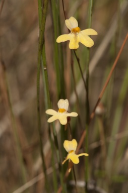 APII jpeg image of Utricularia chrysantha  © contact APII